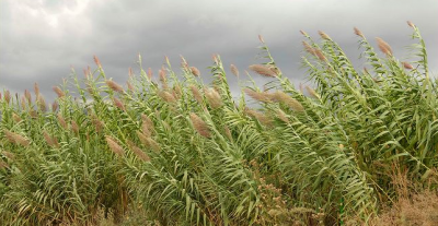 Камыш - Арундо